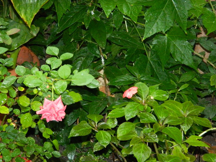 DSCN2506 - 2015_IULIE_2