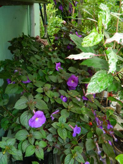 DSCN2509 - 2015_IULIE_2