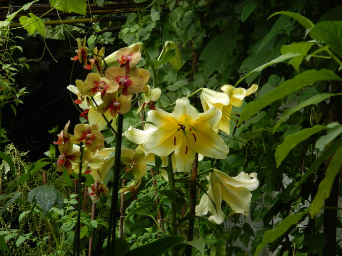 DSCN2514 - 2015_IULIE_2