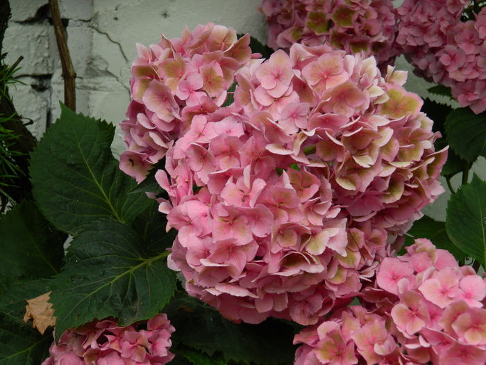 DSCN2537 - 2015_IULIE_2