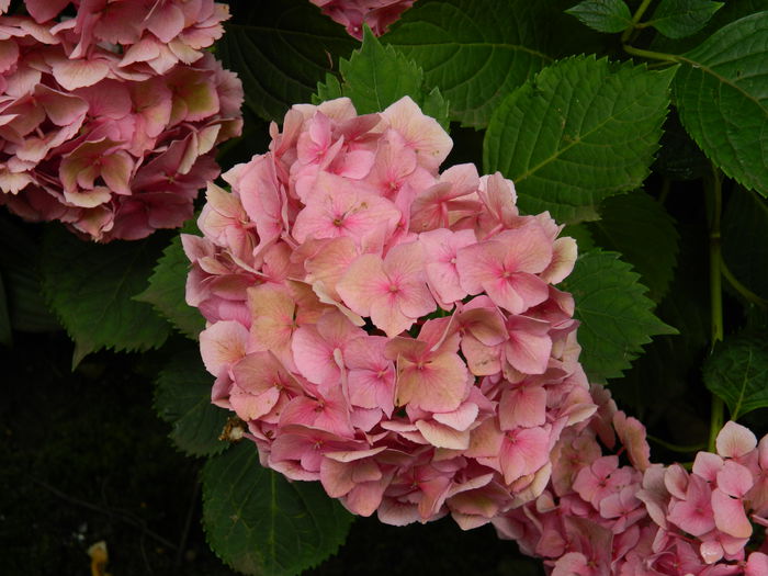 DSCN2538 - 2015_IULIE_2