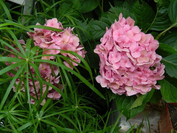 DSCN2541 - 2015_IULIE_2