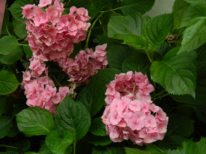 DSCN2543 - 2015_IULIE_2