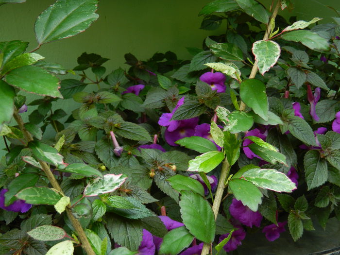 DSCN2546 - 2015_IULIE_2