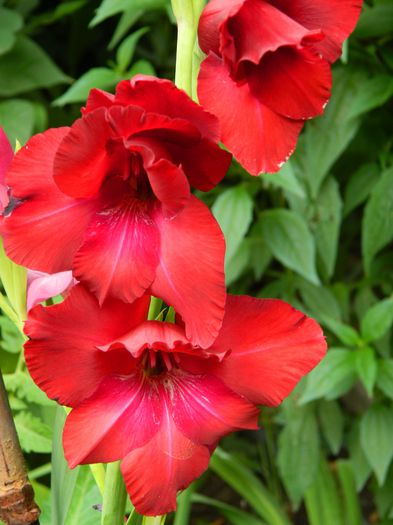 DSCN2552 - 2015_IULIE_2