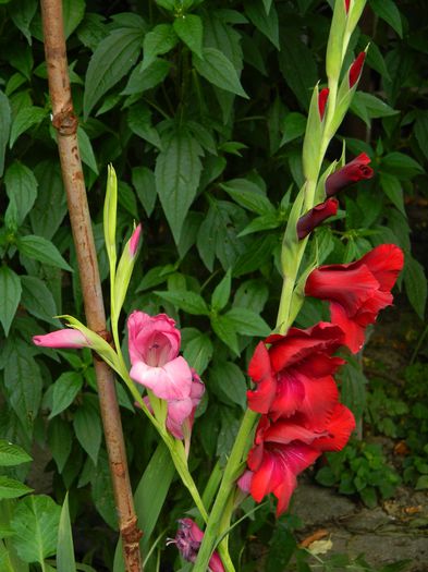 DSCN2553 - 2015_IULIE_2