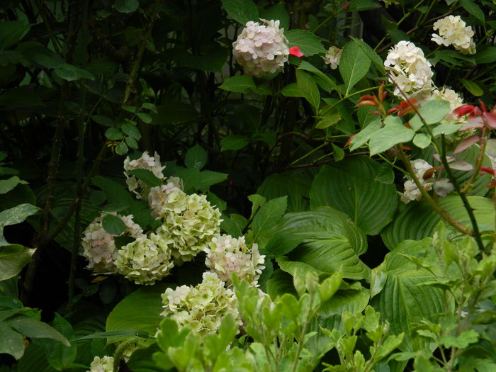 DSCN2556 - 2015_IULIE_2