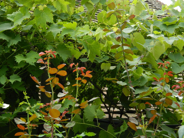 DSCN2558 - 2015_IULIE_2