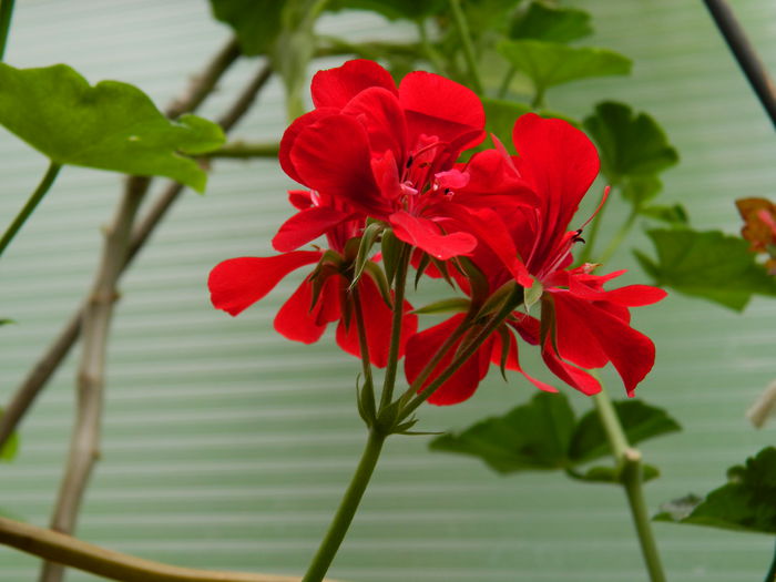 DSCN2581 - 2015_IULIE_2