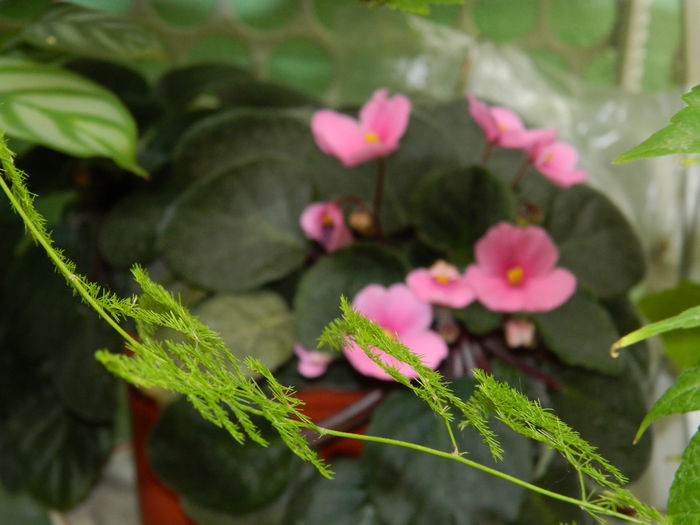 DSCN2584 - 2015_IULIE_2