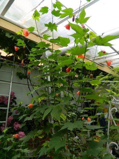 DSCN2590 - 2015_IULIE_2