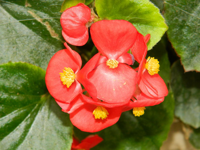 DSCN2596 - 2015_IULIE_2