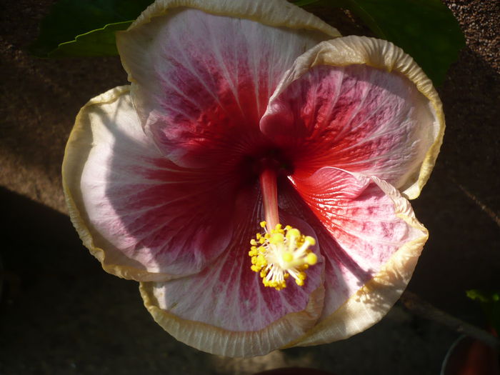 Tahitian Magenta - HIBISCUSI 2015-1