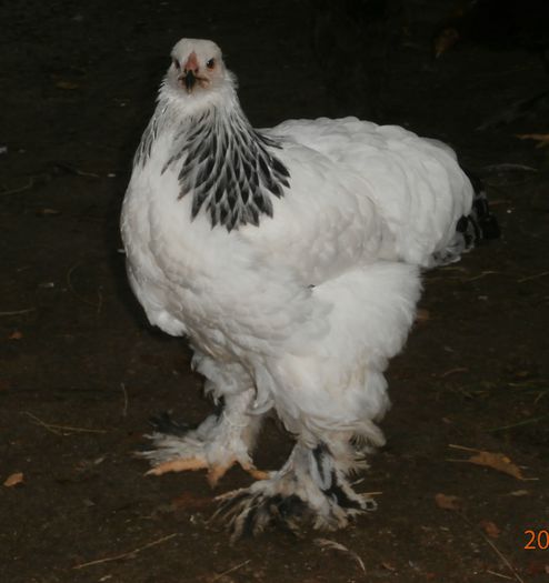 P7290727