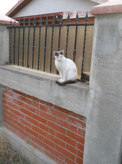 DSCN0094 - Animalute la Amara