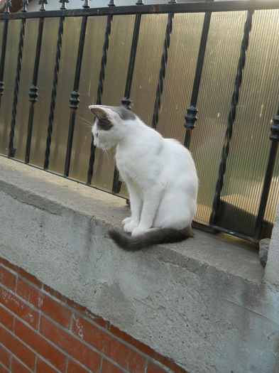 DSCN0095 - Animalute la Amara