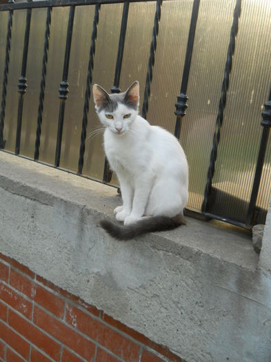 mama pisoi - Animalute la Amara