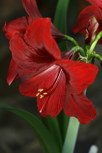 Hippeastrum Red Pearl