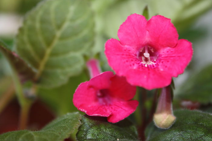 IMG_5683 - 2015 vara fierbinte