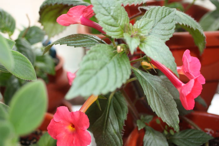 IMG_5685 - 2015 vara fierbinte