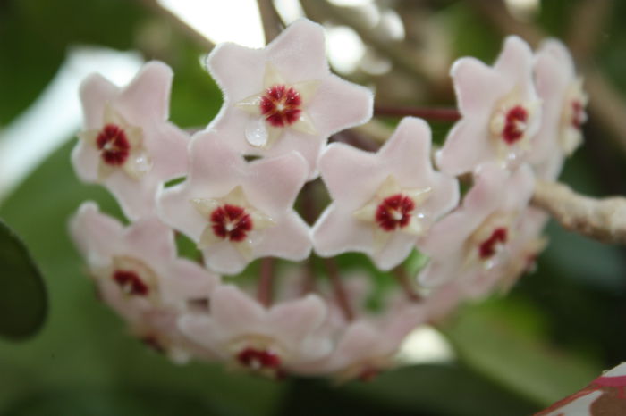 IMG_5686 - 2015 vara fierbinte