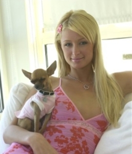 Paris-Hilton-s-dog-bit-a-producer-2 - Paris Hilton