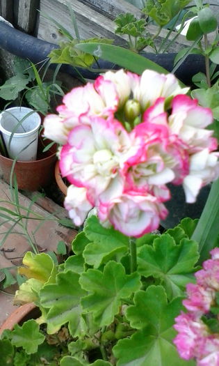 IMG_20150714_183854 - vara 2015