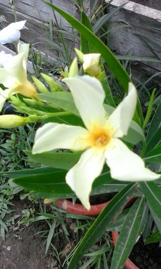 IMG_20150714_183906 - vara 2015