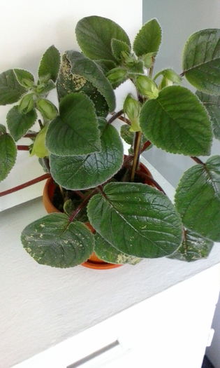 IMG_20150715_100902 - vara 2015