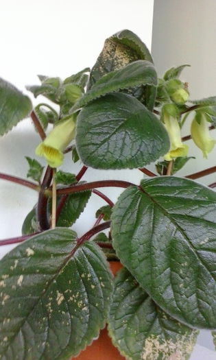 IMG_20150715_100925 - vara 2015