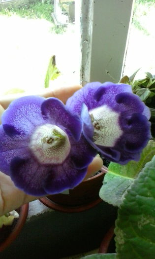 IMG_20150715_100951 - vara 2015