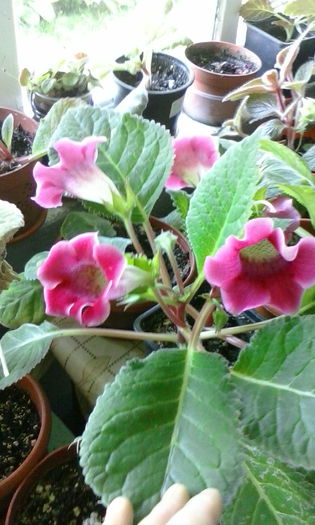 IMG_20150715_100958 - vara 2015