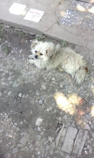 IMG_20150715_101028 - vara 2015