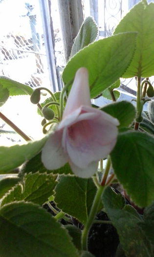 IMG_20150715_101057 - vara 2015