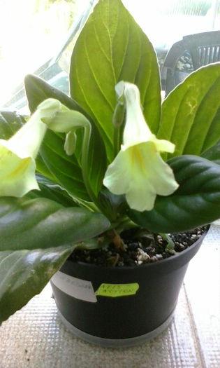 IMG_20150715_101152 - vara 2015