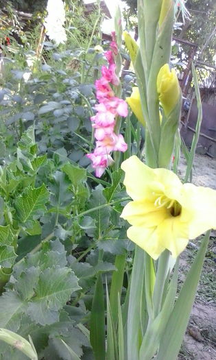 IMG_20150715_184238 - vara 2015