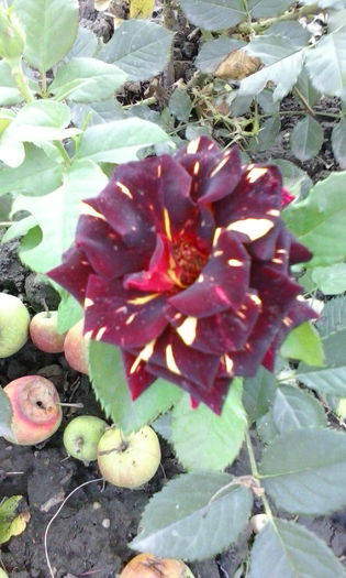 IMG_20150715_184332 - vara 2015