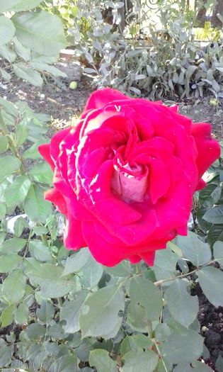 IMG_20150715_184442 - vara 2015