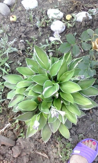 IMG_20150715_184502 - vara 2015