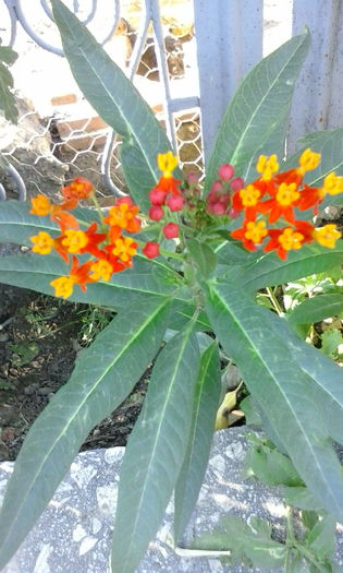 IMG_20150715_184525 - vara 2015