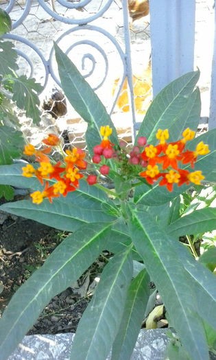 IMG_20150715_184532 - vara 2015