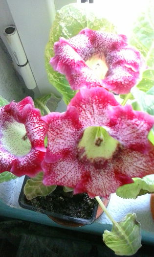 IMG_20150719_110243 - vara 2015