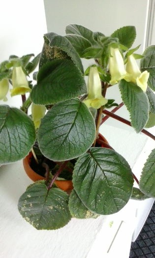 IMG_20150719_110457 - vara 2015