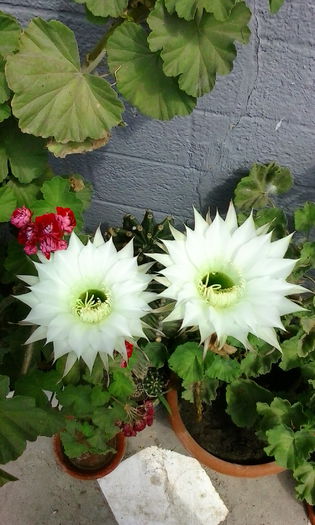 IMG_20150719_110549 - vara 2015