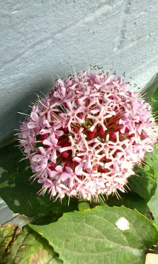 IMG_20150719_110558 - vara 2015