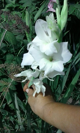 IMG_20150719_110621 - vara 2015