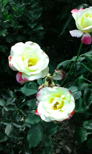 IMG_20150719_110651 - vara 2015