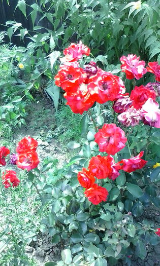 IMG_20150719_110706 - vara 2015