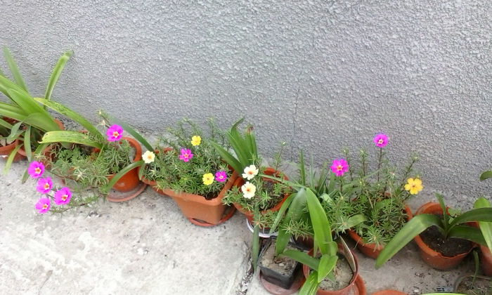 IMG_20150719_110753 - vara 2015