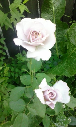 IMG_20150720_202401 - vara 2015